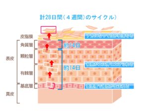 ターンオーバーのサイクル
