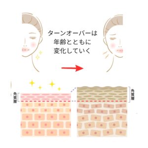 ターンオーバーは年齢とともに変化する